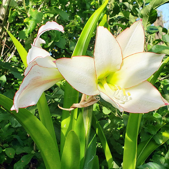 Amaryllis