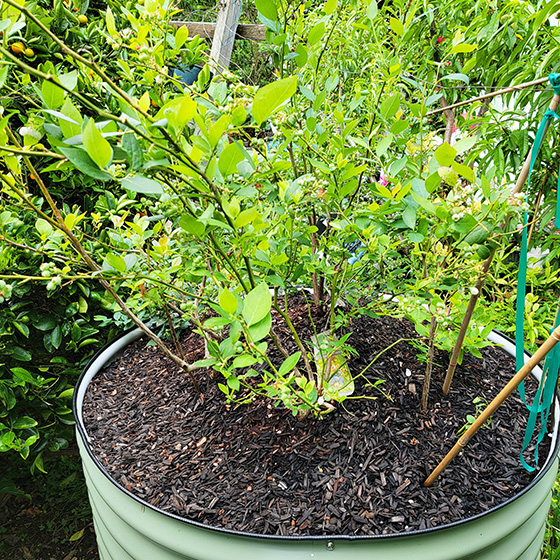 Blueberries in raised bed