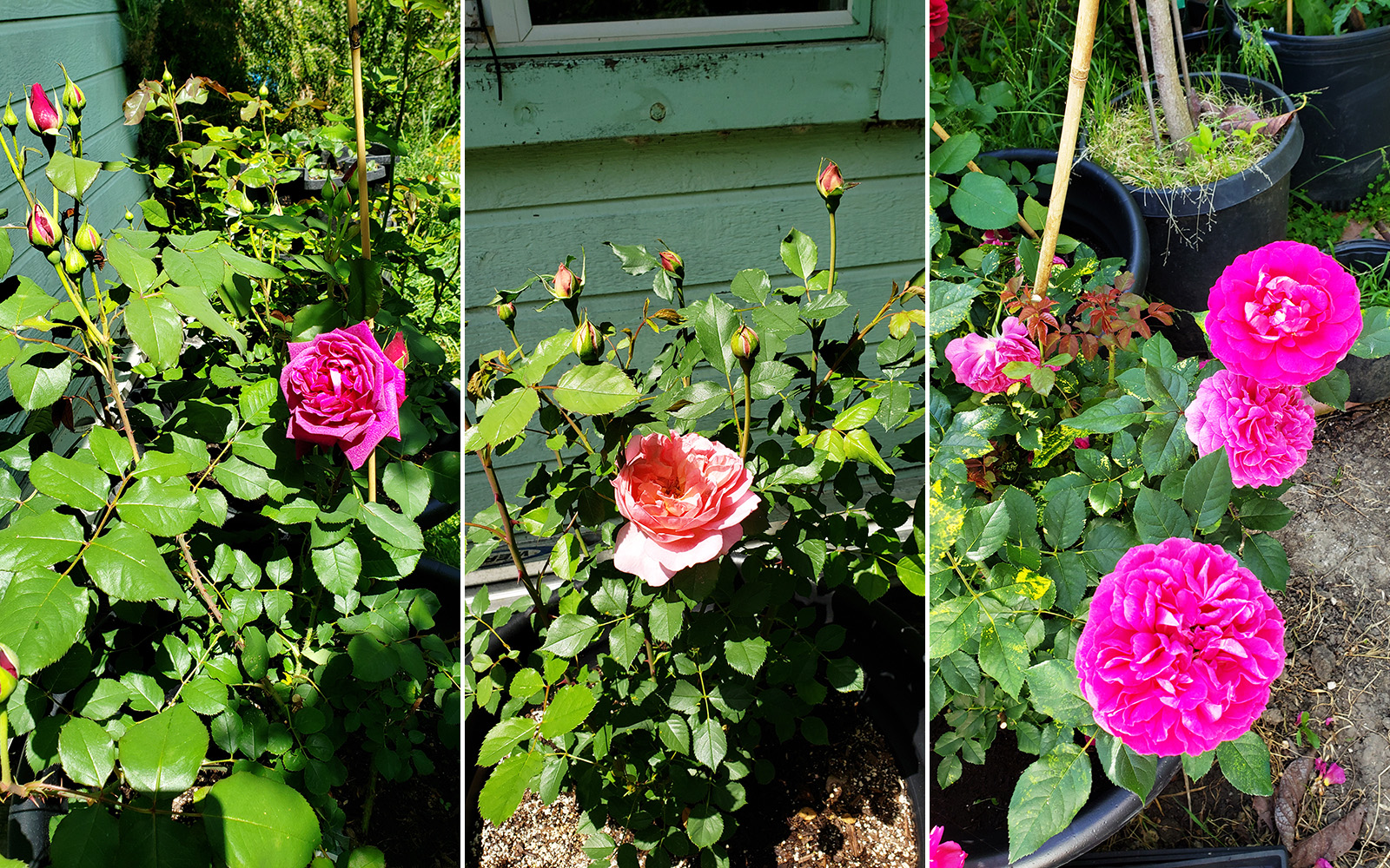 David Austin roses (Munstead Wood at left, and Boscobel at right)