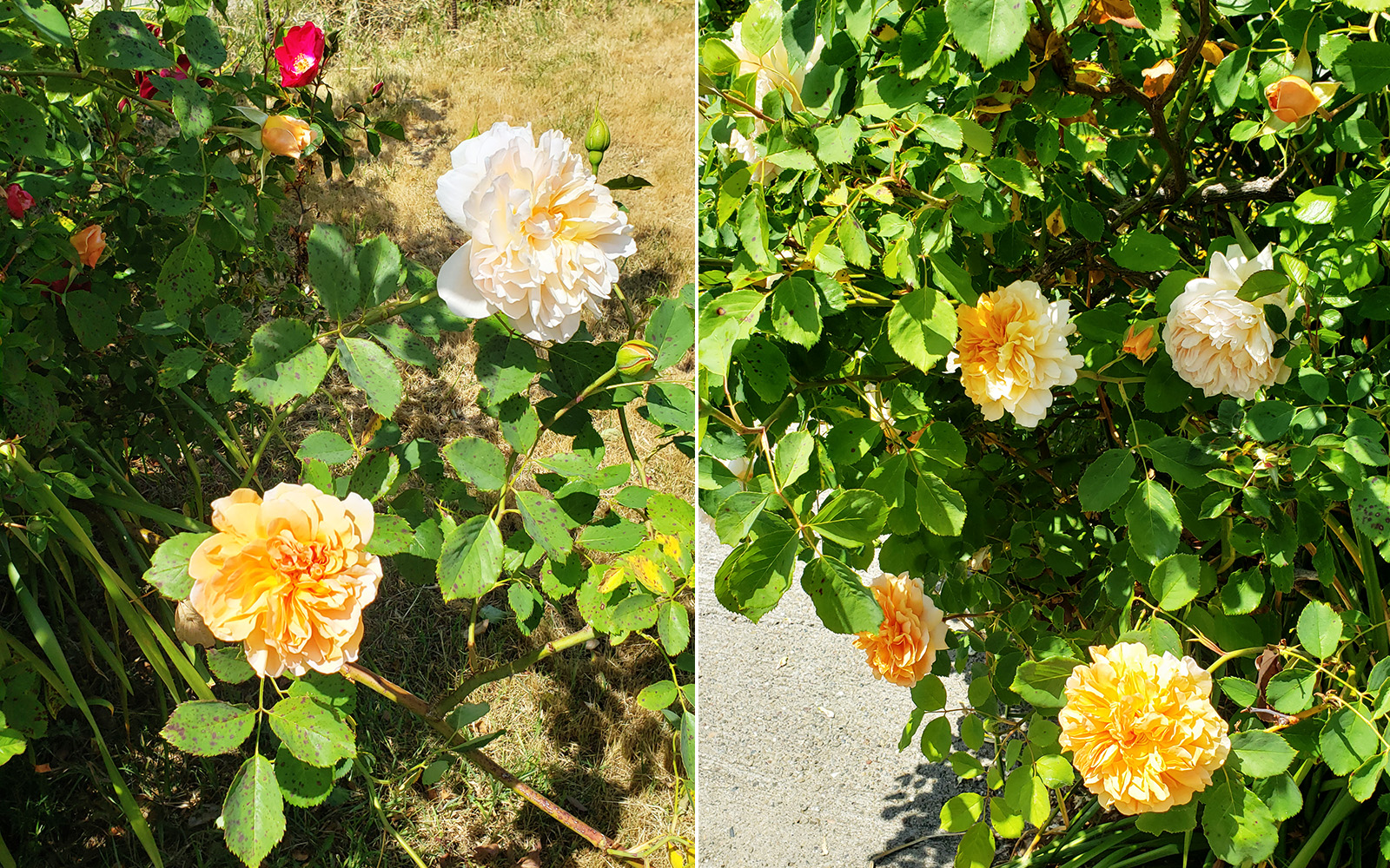 David Austin rose