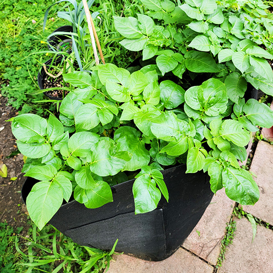 Russet potatoes in  fabric bags