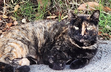 Milo cat who drops by for meails